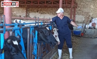 Nazilli’de şap aşılama çalışmaları tamamlandı