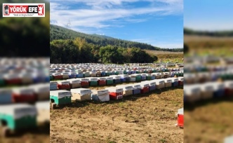 Söke’de arılı kovan tespiti yapıldı