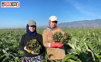 Coğrafi İşaretli Aydın Enginarı’nda yılın ilk hasadı yapıldı