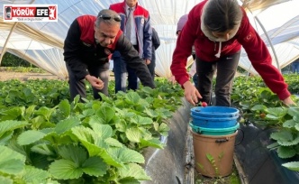 Coğrafi işaretli ’Sultanhisar Çileği’nde hasat sevinci