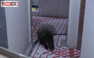 İncirliova’da ekiplerin dikkati nesli tehlikedeki oklu kirpiyi kurtardı