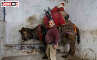 Şap karantinası nedeniyle iptal edilen deve güreşleri sektörde sıkıntıya neden oldu