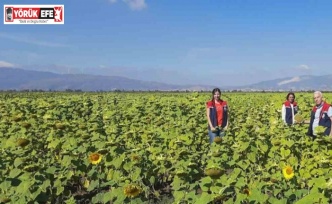 Söke’de 10 bin dekarlık alana ayçiçeği tohumu dağıtılacak