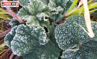 Aydın’a zirai don uyarısı