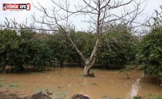 Kuşadası’nda bahçeler göle döndü, ağaçlar sular altında kaldı