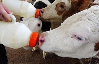 Aydın’da 48 milyonluk çiğ süt ve buzağı desteği ödemesi