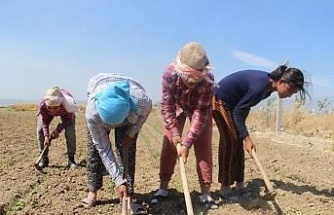 Aydın’da çiftçi yaşı yükselmeye devam ediyor