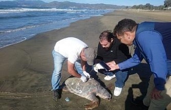 Aydın’da son 4 günde 3 deniz kaplumbağası ölü olarak bulundu