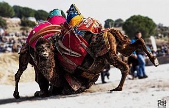 Yeni yılın ilk deve güreşi İncirliova’da yapılacak