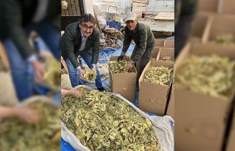 Karacasu’da tütünler paketlenmeye başladı, üreticiyi para kazanamama telaşı sardı