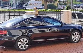 Depremin akıllı kedisi nereye sığınacağını bildi