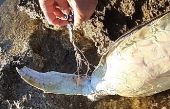 Didim’de caretta caretta cinsi deniz kaplumbağası ölü bulundu