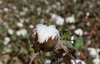 Efeler İlçe Tarım ve Orman Müdürlüğü’nden destekleme uyarısı
