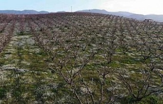 Şeftali bahçelerindeki rengarenk görüntüler görsel şölen oluşturuyor
