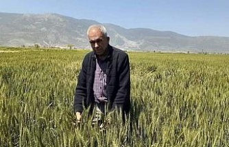 Söke’de Buğday ekim alanı geçen yıla göre daraldı