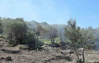 Uzun süredir bakımsız olan zeytin ağaçları budanıyor