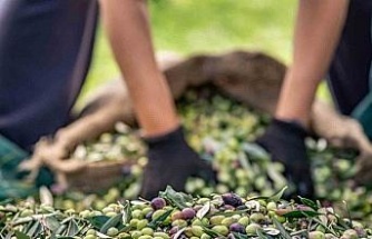 Zeytin sektörü ihracatta 1 milyar dolara koşuyor