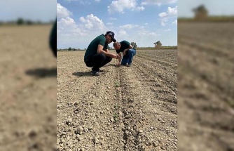 Aydın’da ‘beyaz altın’ için sahaya indiler