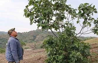 Aydın’ın incir deposu Meşeli, sel ve doluya teslim oldu