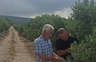 Zeytin bahçelerinde denetimler sürüyor