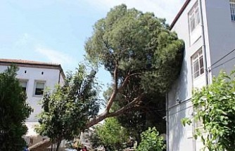 Asırlık ağaç polis karakolunun üzerine devrildi