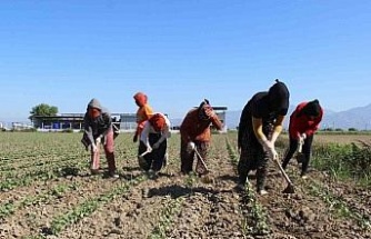 Aydın’da çapa sezonu başladı