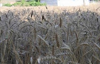 Yağmur yağdı, buğdaylar tarlada kaldı