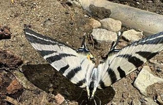 Türkiye’de nadir görülen zebra kırlangıç kuyruklu kelebek Aydın’da görüntülendi