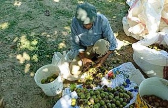 Aydın’da ceviz hasadı başladı