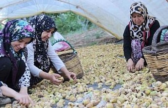 Aydın’ın altın meyvesi incirin bahçeden sofraya yolculuğu