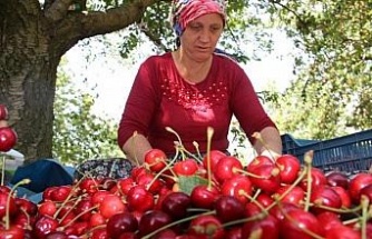 Olumsuz iklim şartlarına rağmen kiraz ve domates ihracatında rekor