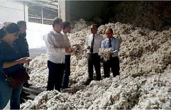Söke’de pamuk hasadı kaliteyi korumak için denetlemeler gece gündüz sürecek