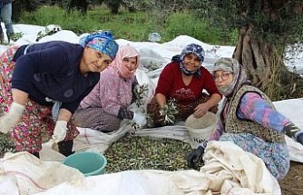 Aydın’da zeytin üreticisi zamanla yarışıyor