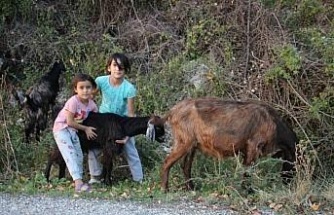 Hem kardeşine, hem de keçilere bakıyor