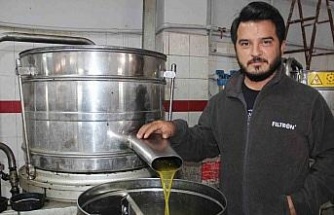 Aydın’da zeytin üreticisine Akdeniz meyve sineği telaşı sardı