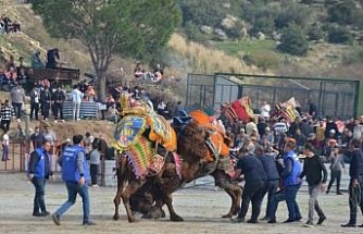 Ege’de deve güreşi heyecanı başladı