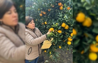 Narenciye bahçeleri kontrol edildi