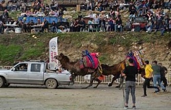 Rakibinden kaçan deve kamyonetin kasasına bindi