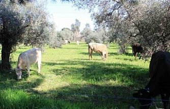 Aydın’da küresel ısınma ineklere yaradı