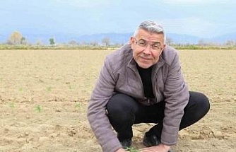 Başkan Güler, tarım işçileriyle domates fidesi dikti