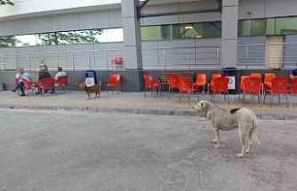 ADÜ Tıp Fakültesi Hastanesi çevresinde başıboş köpekler sorun olmaya başladı
