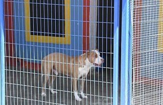 Açlıktan hasta ve zayıf düşen beslenmesi yasak olan pitbull cinsi köpek, Kuşadası Belediyesi’nin ellerinde hayata tutundu