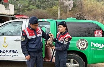 Aydın’da Kızıl Şahin yaralı halde bulundu
