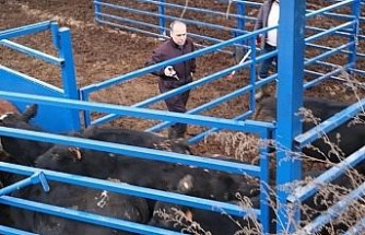 Kuyucak’ta besilik hayvan denetimi ve şap aşılaması