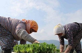 Aydın’da yaz marulları toprakla buluştu