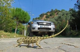 Güney Ege turizm karayolu yaban hayatını tehdit ediyor