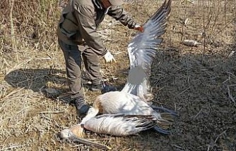 Nesli tehlike altında olan tepeli pelikan vurulmuş halde bulundu