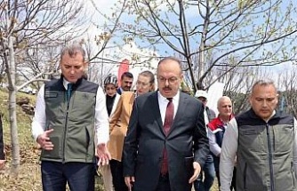 Aydın’da Kestane zararlısına karşı biyolojik mücadele