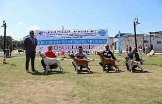 Aydın’da köpekler podyuma çıktı
