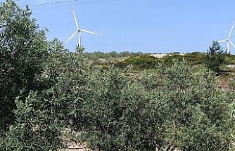 Aydın’da zeytin bahçeleri denetlendi